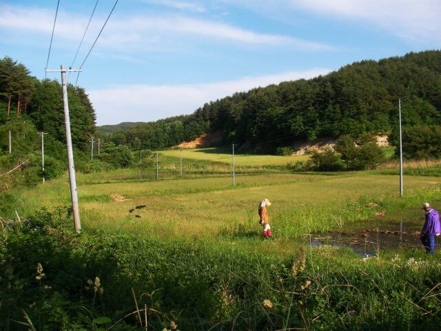 2011年6月　原発事故から3か月経った、飯舘の我が家の田んぼの写真
