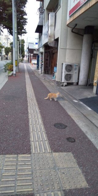 路上のチャトラ猫